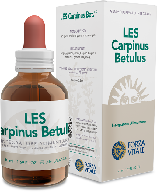 LES Carpinus betulus