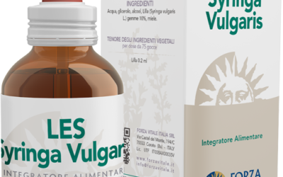 LES Syringa vulgaris